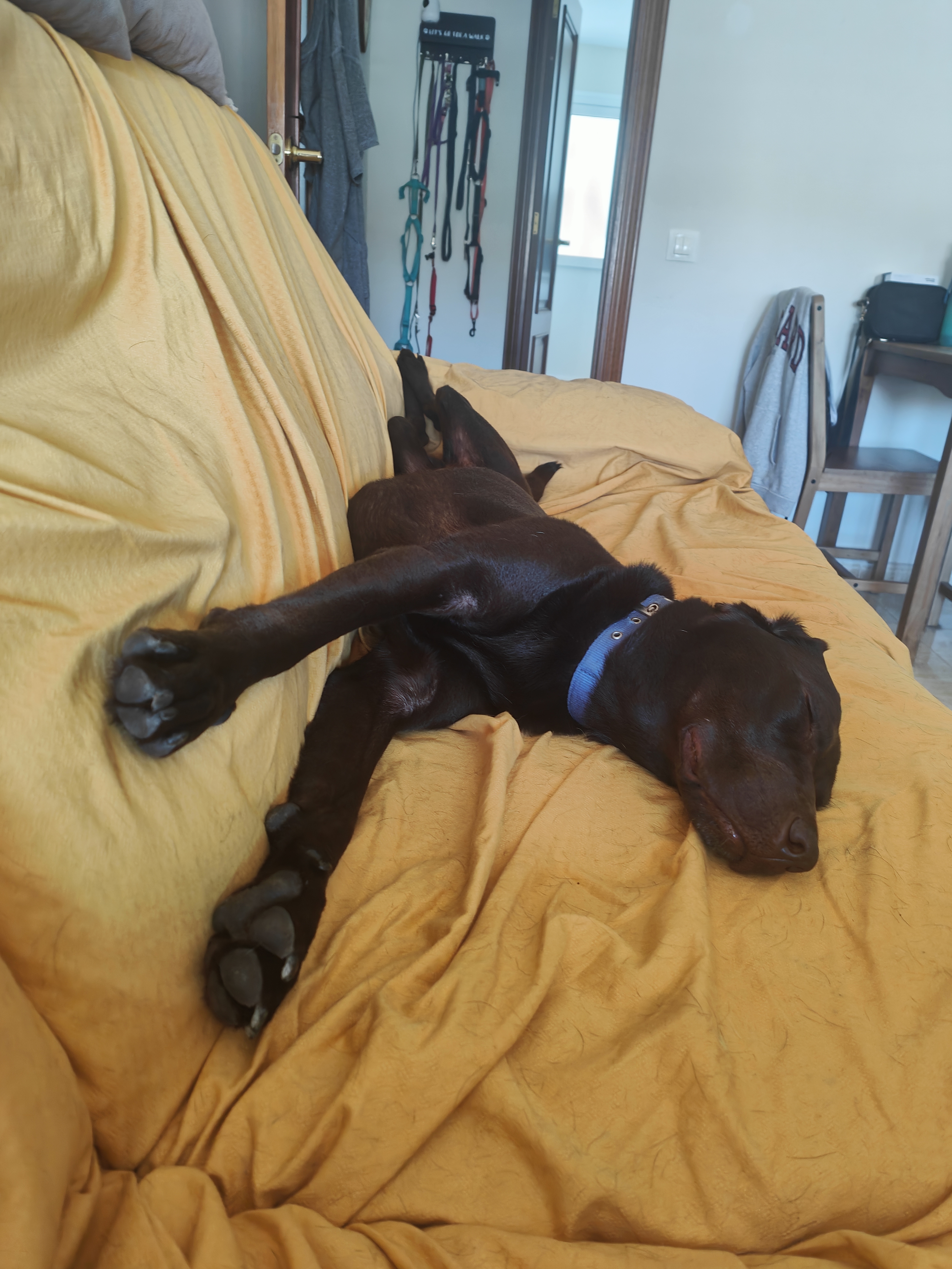 Mascota en guardería en casa
